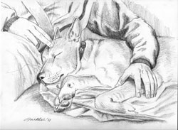 dog sleeping